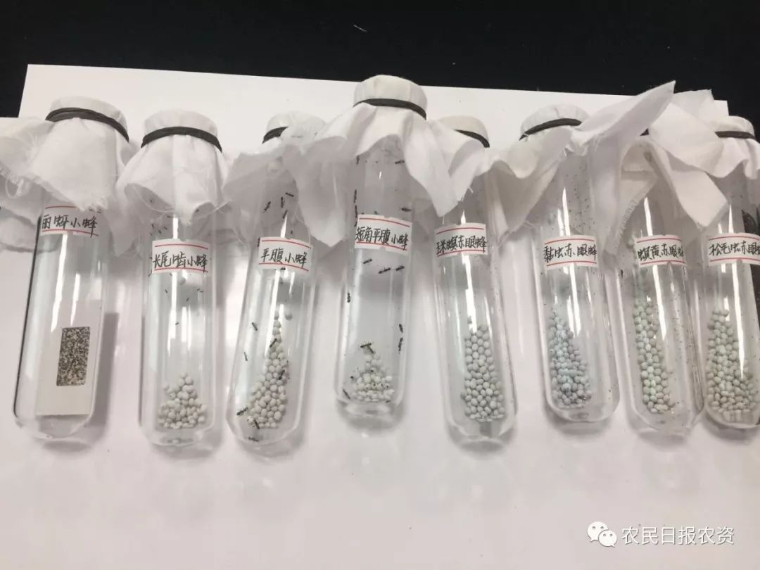 赤眼蜂防治螟虫,赤眼蜂的防治技术