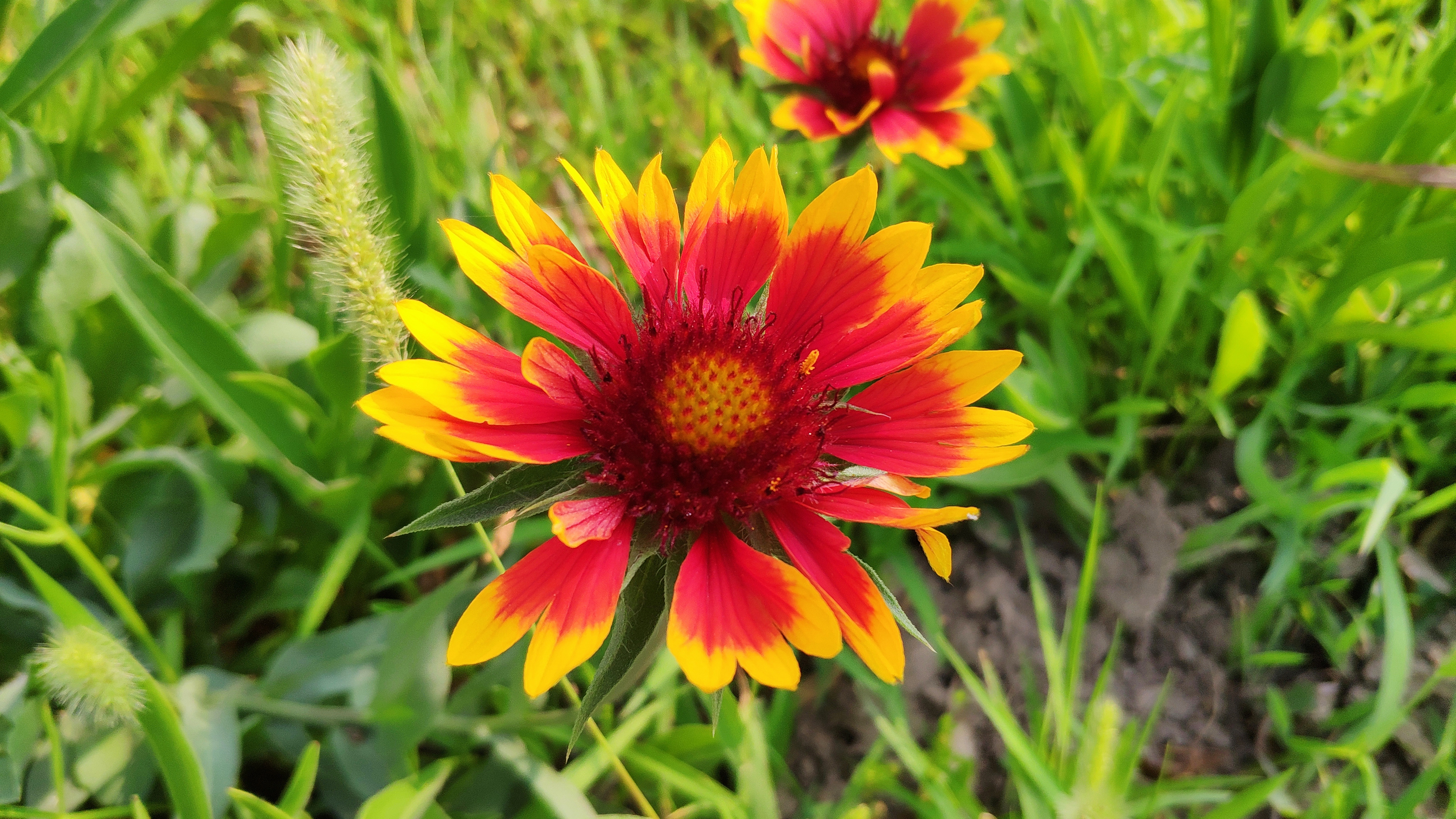 红米s2拍照好不好,红米s2什么时候拍照好看