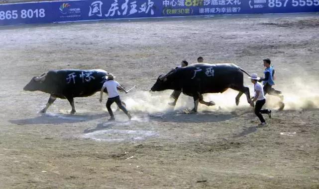 黔东南州凯里斗牛信息,贵州黔东南最近哪里有斗牛比赛