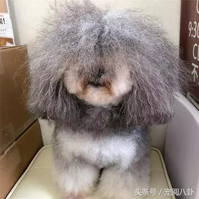 你这个*子骗**狗，明明长得这么好看……