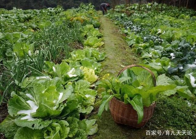 孕期吃叶酸能提高孩子智力吗,孕期吃叶酸能预防哪些畸形