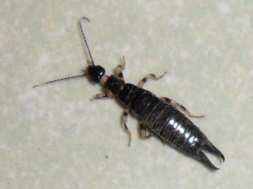 蠼螋怎么读,蠼螋的视频