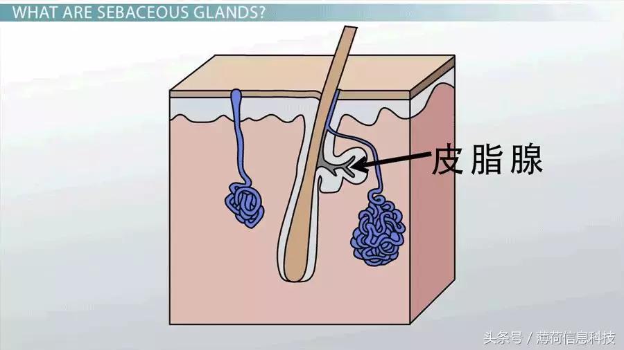 看完这篇，痘痘黑头通通灭掉