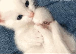 新手养猫攻略3年养猫经验分享,新手养猫攻略养猫课代表