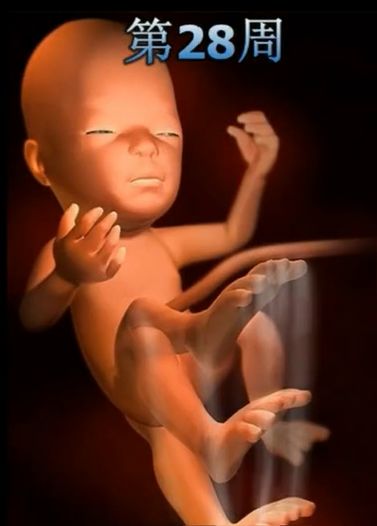 胎儿发育震撼照片,最全胎儿发育图