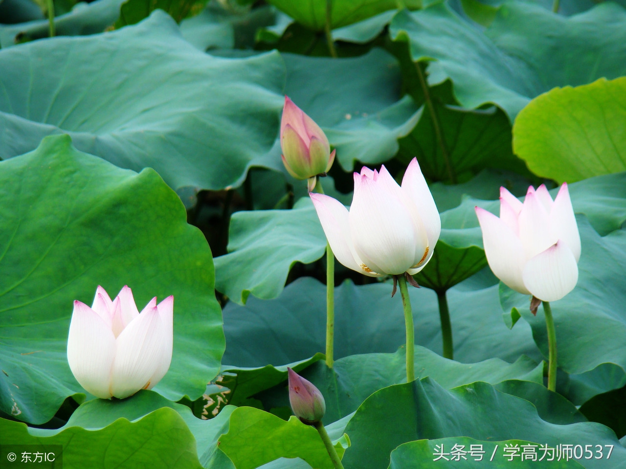 100篇必背经典文言文,曾经背诵过的诗篇还记得几首