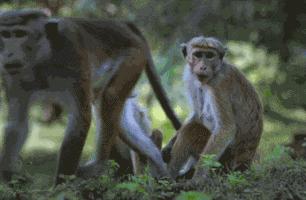 为什么足球运动员喜欢摸头,足球运动员为什么喜欢摸头