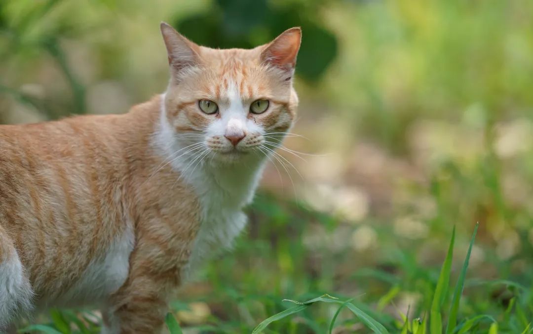 索尼sel24105镜头评测,长焦大炮镜头性价比推荐