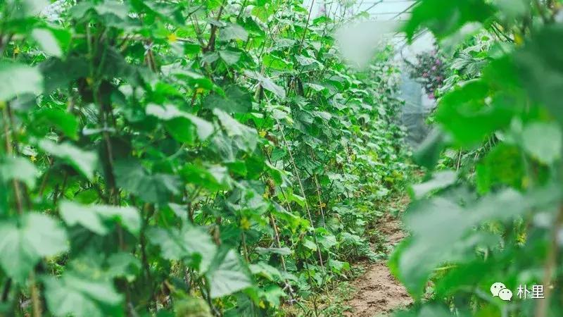 这个韩国欧巴11年前来西安，盖农场当农夫，还娶主播做媳妇儿