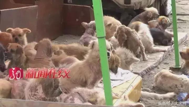 哈尔滨杀狗事件,哈尔滨惊现杀狗敲诈宠物店