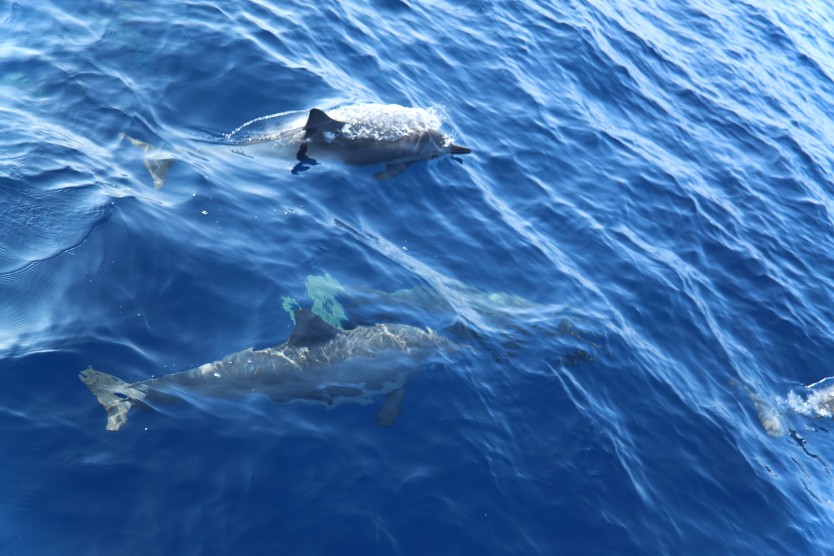马尔代夫看鲸鲨的岛,马尔代夫看银河