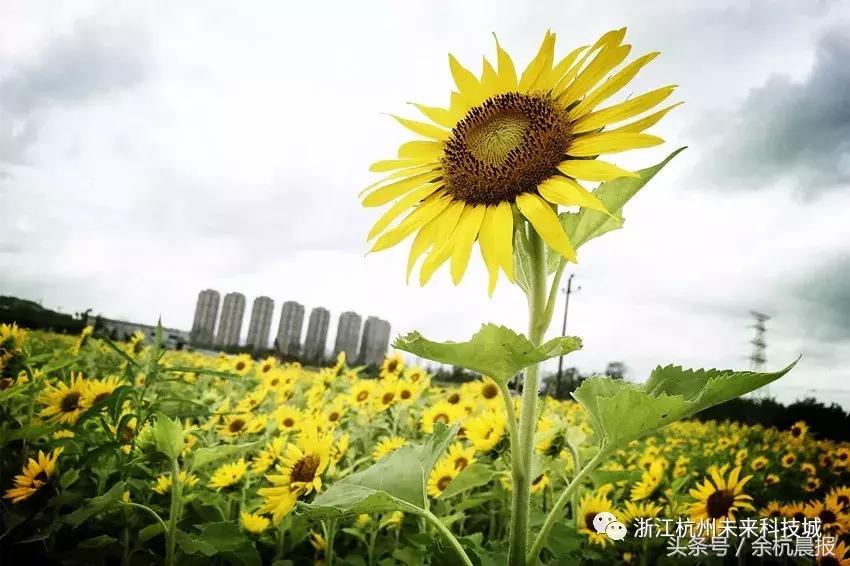 一大片向日葵花海视频,向日葵花海临平
