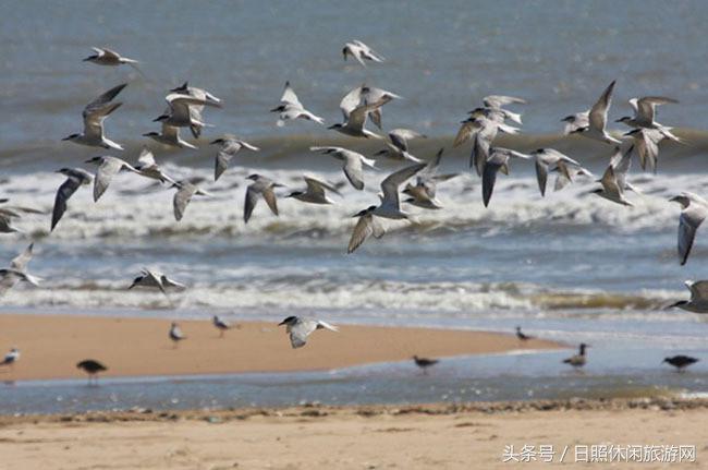 带你一起看美丽的大日照,欣赏大美日照