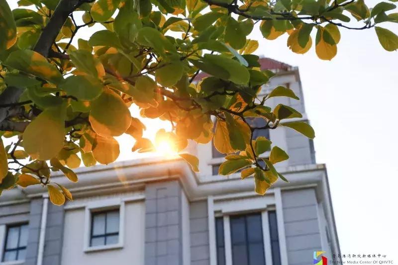 青岛港湾职业学院报考条件,青岛高考志愿填报推荐