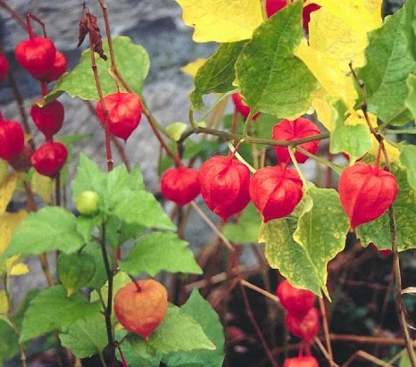 不同年龄段的童年回忆,你们的童年回忆是什么样