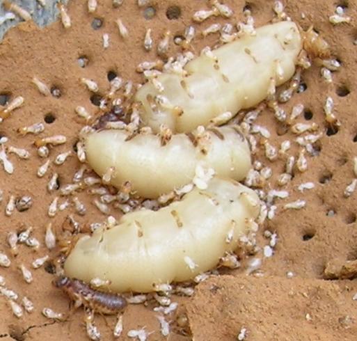 蚂蚁才是地球上进化最完美的生物,蚂蚁是人类进化的最高阶梯吗