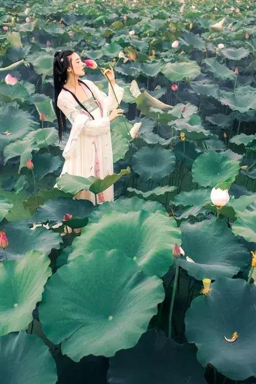 鸣翠湖荷花之美,今夏赏荷必去景点