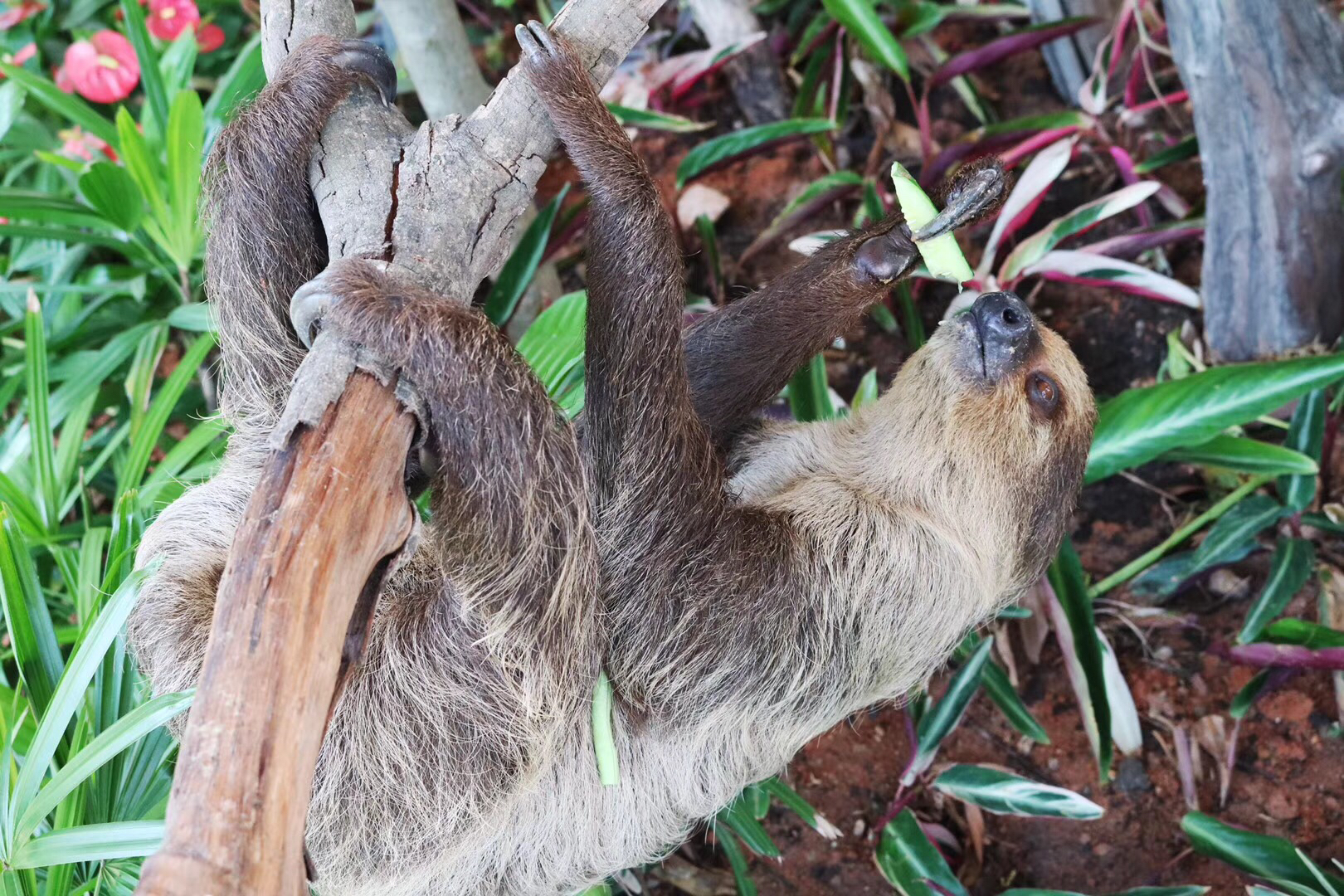 厦门灵玲国际马戏熊猫馆,厦门市灵玲国际马戏城