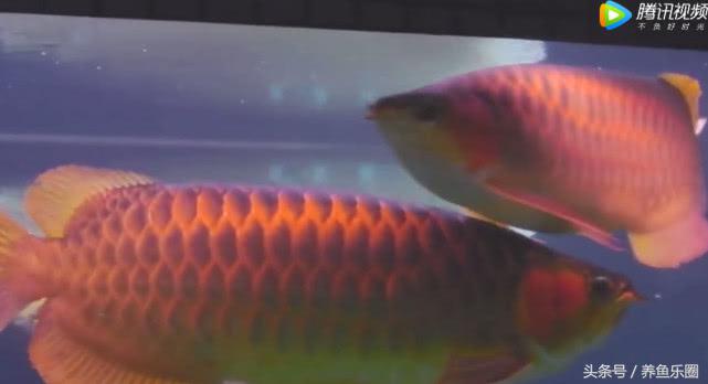 群游观赏鱼很帅,老缸养红龙注意事项