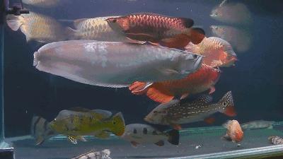 群游观赏鱼很帅,老缸养红龙注意事项