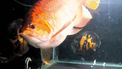 群游观赏鱼很帅,老缸养红龙注意事项