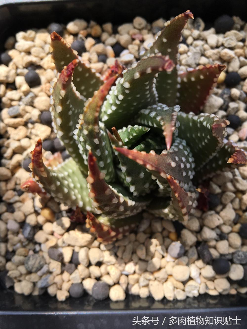 大神的硬叶十二卷阳台，为它们写日记