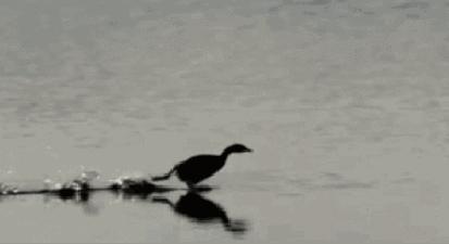 美图秀秀如何制作gif动图,苹果手机视频gif动图制作