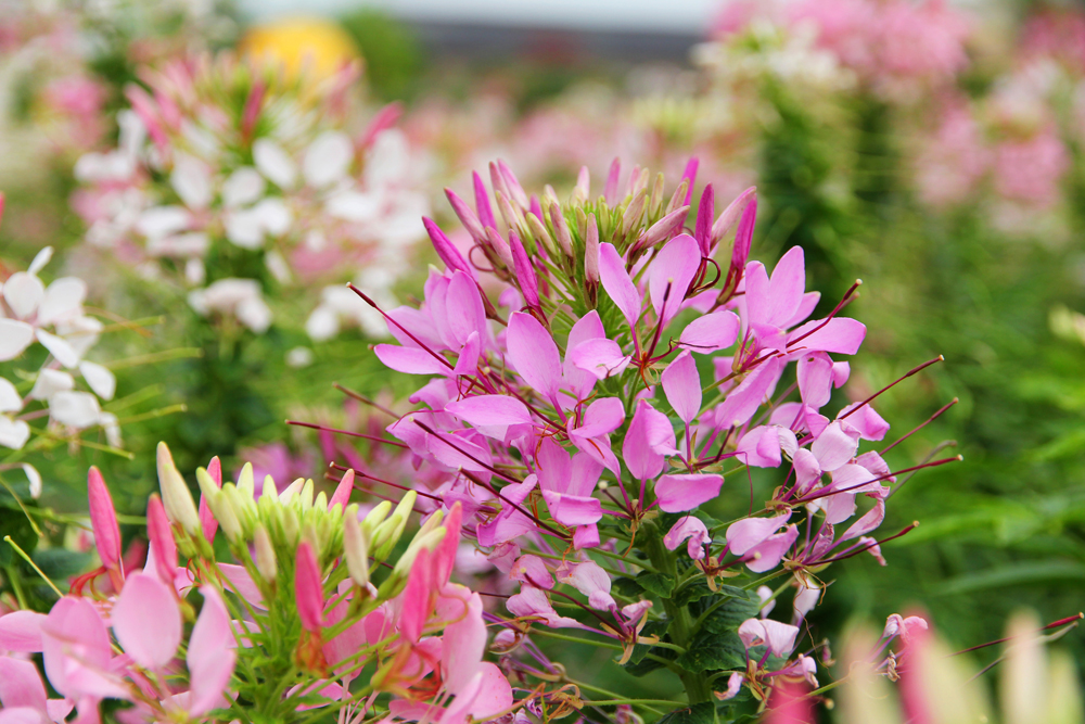 暑假带孩子逛公园,带孩子玩跳楼