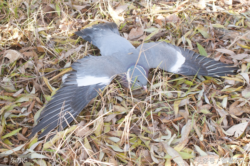 豆角除草剂药害用什么解除药害,作物农药药害怎么来进行急救