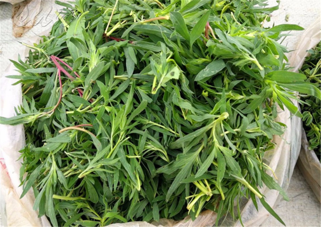 乡下搞野菜做蒿子粑粑,农村有哪些野菜可以做美食