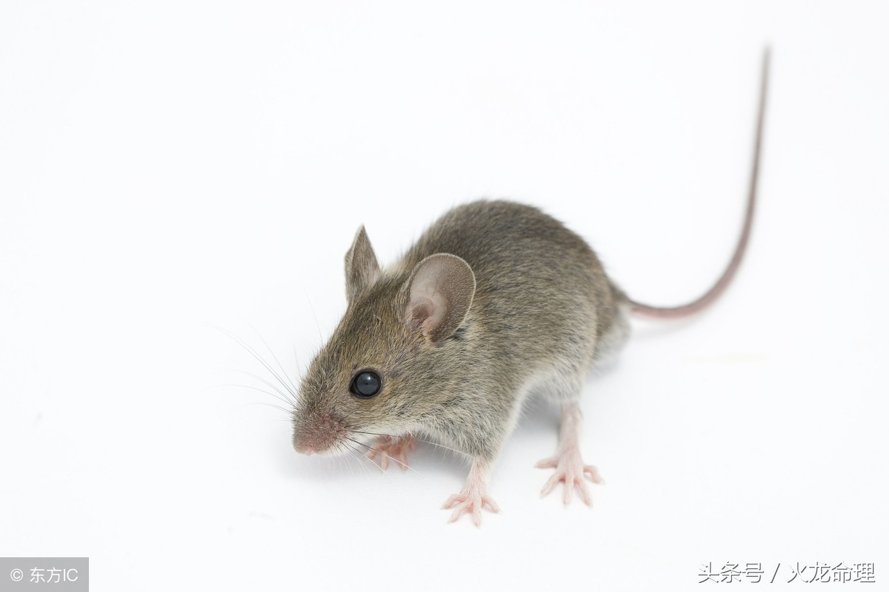 属鼠人一生最克3个人,属兔和属鼠谁克谁