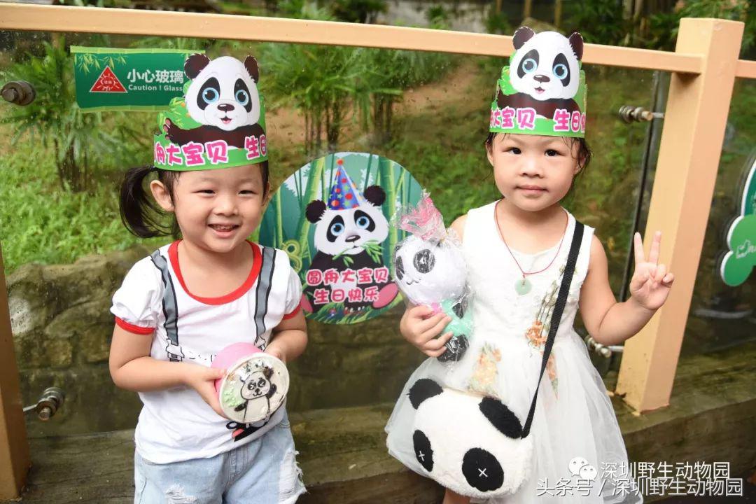 圆舟8岁啦!品足球蛋糕,预测世界杯,猫粉冒雨为他庆生!