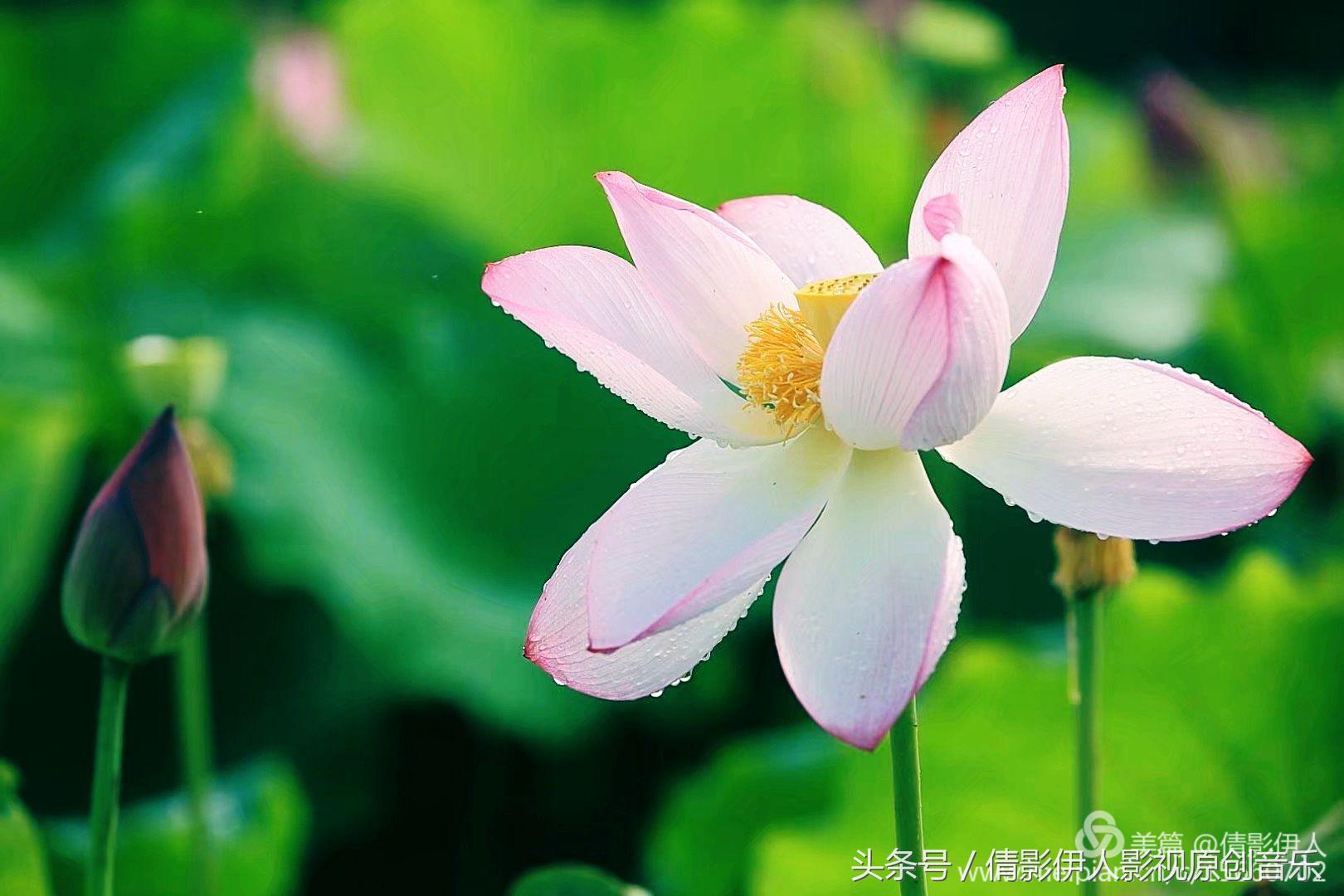 荷花之歌,立夏荷花音乐