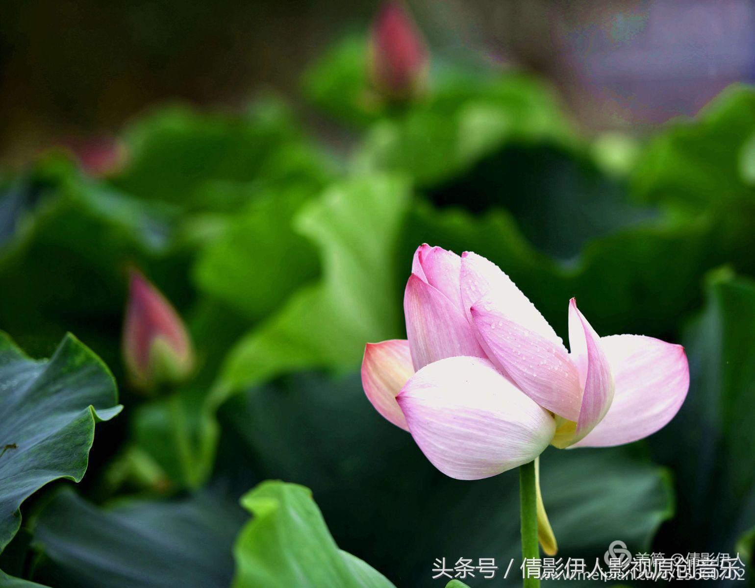 夏荷晕倒在海教官怀里,夏荷最美的十首诗