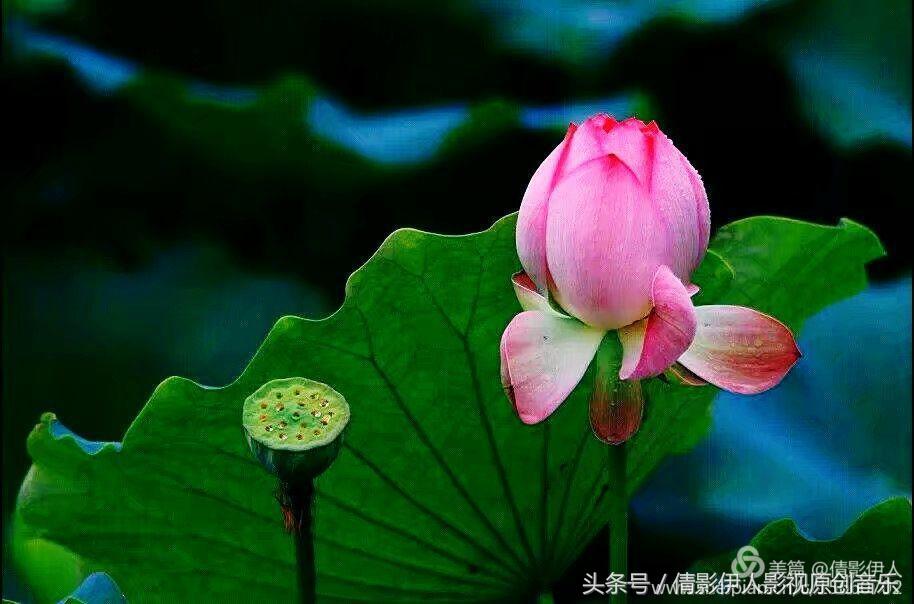 荷花之歌,立夏荷花音乐