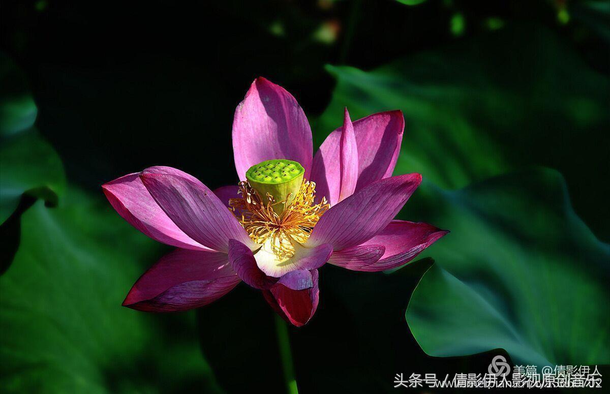 荷花之歌,立夏荷花音乐