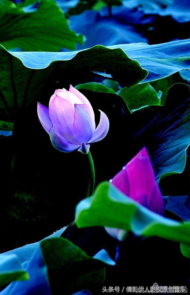 夏荷晕倒在海教官怀里,夏荷最美的十首诗