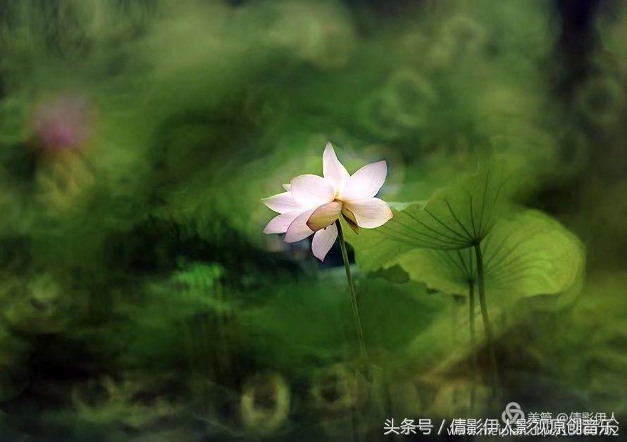 荷花之歌,立夏荷花音乐