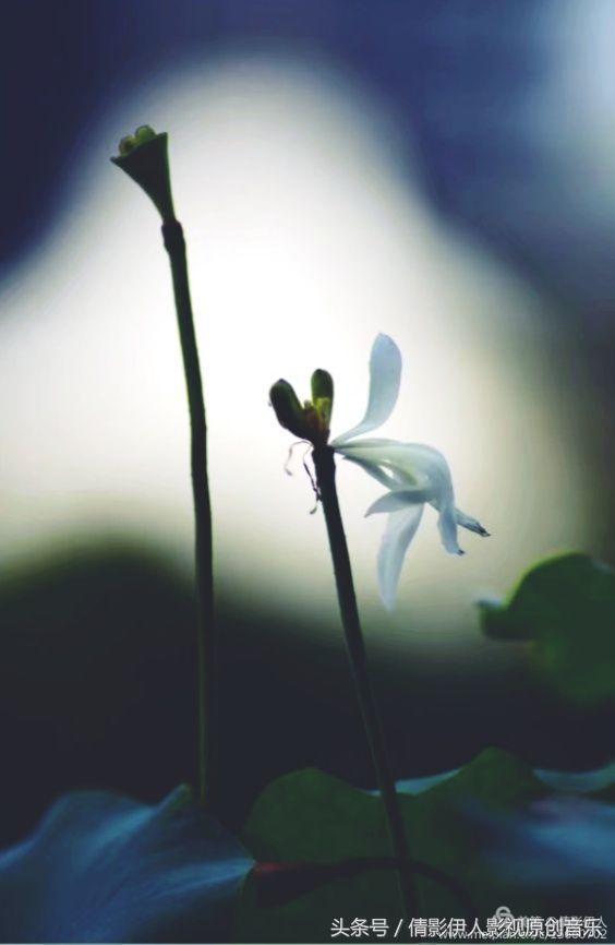 夏荷晕倒在海教官怀里,夏荷最美的十首诗