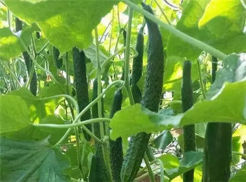 农业种植黄瓜小技巧有哪些,农人黄瓜的种植方法