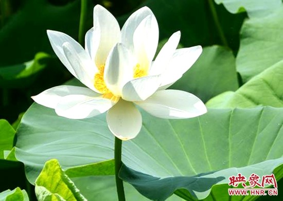 鹿邑五河:荷花盛开别样红