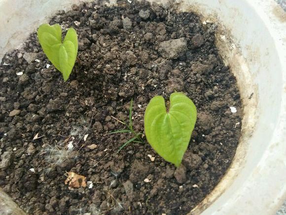 山药豆出芽长叶不爬藤,怎样盆栽山药豆