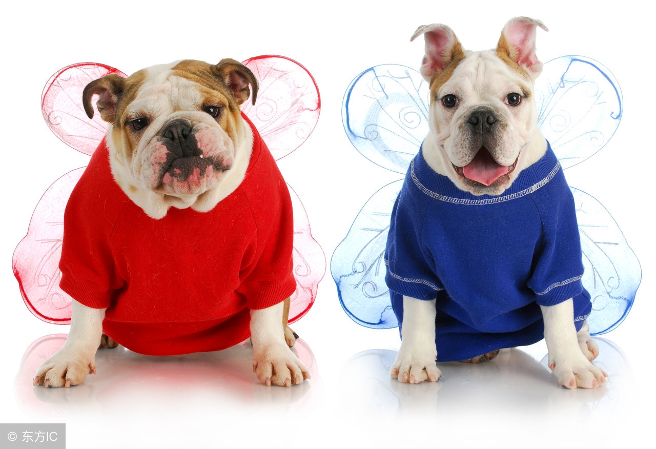 狩猎犬排名,世界十大最好的狩猎犬