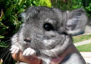 龙猫为什么不吃面包,为啥龙猫不吃营养膏