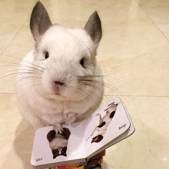 龙猫为什么不吃面包,为啥龙猫不吃营养膏