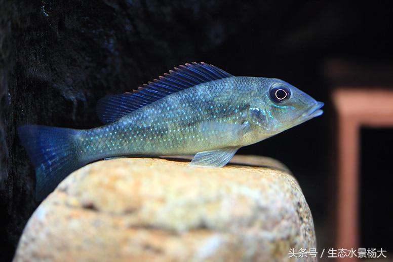 哪些慈鲷是食土鲷,食土鲷和慈鲷能混养么