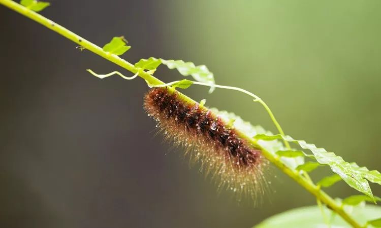 小心“新型艾滋病”，虫子就能传播