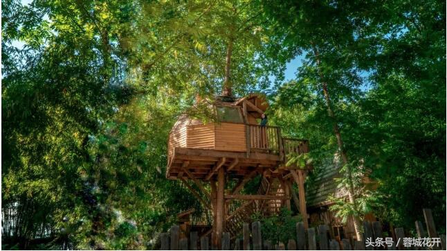 蓉城花开夏日清凉,蓉城花开的日子