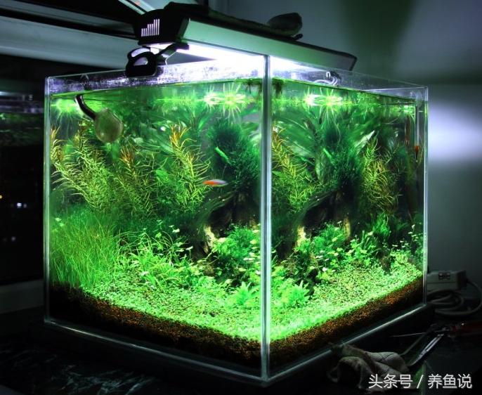 热带观赏鱼养水养50个小时可以吗,如何养好观赏鱼淡水鱼