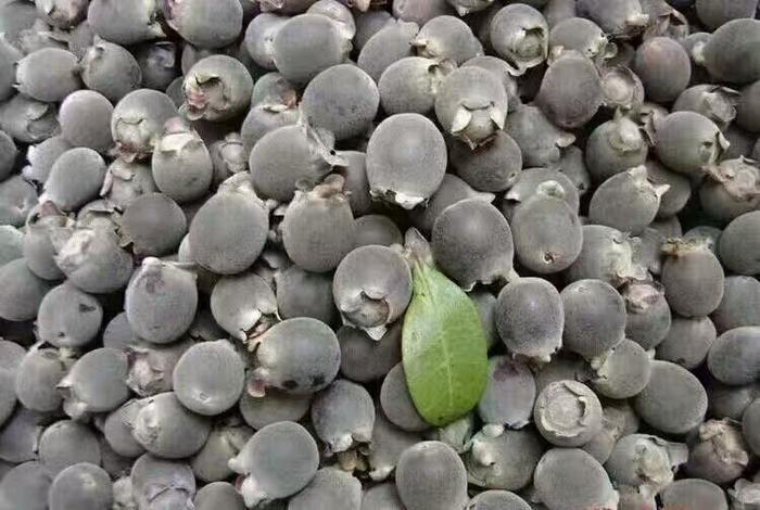 山稔子价格,山稔子根10斤泡多少斤酒